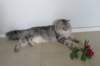amantesbelcanto28_small.jpg