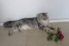 amantesbelcanto29_small.jpg