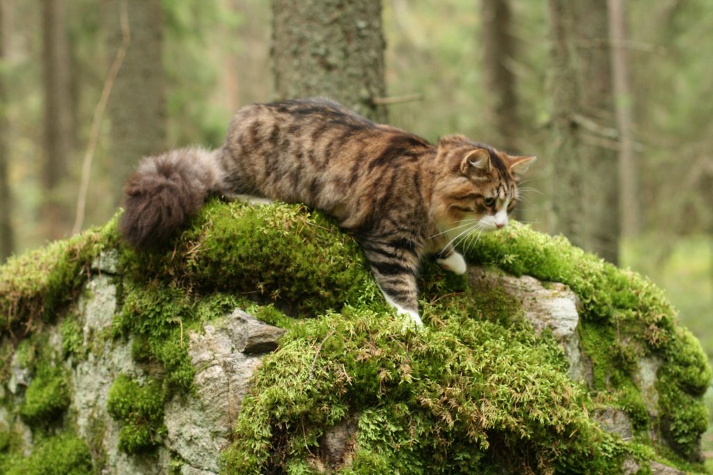 zorbaimg_8594.jpg