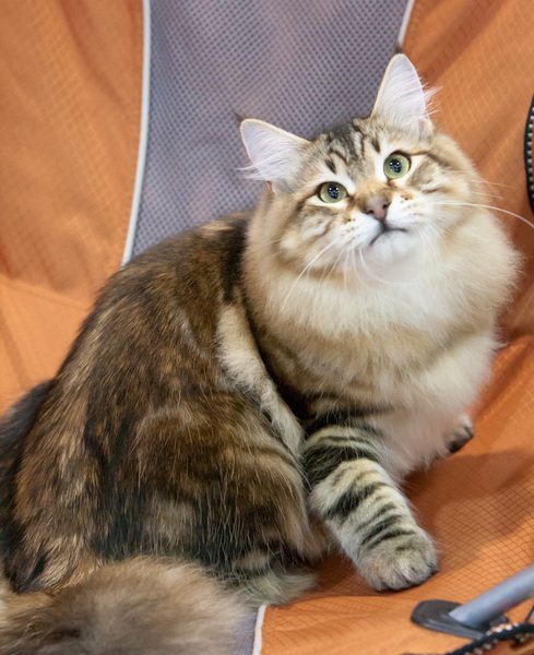 amurinandreasbisyoungincatshowinhyvink1062012.jpg