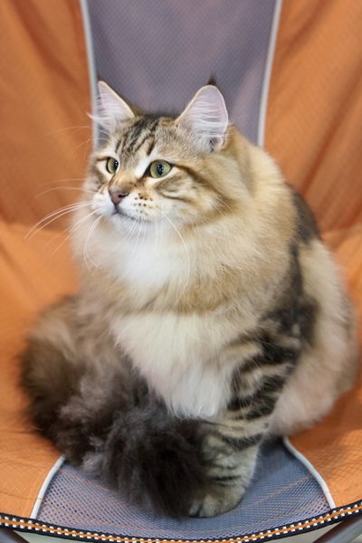 amurinanteropekkaraiskiimg_2448.jpg