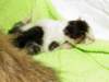 dalmatiaboy_small.jpg