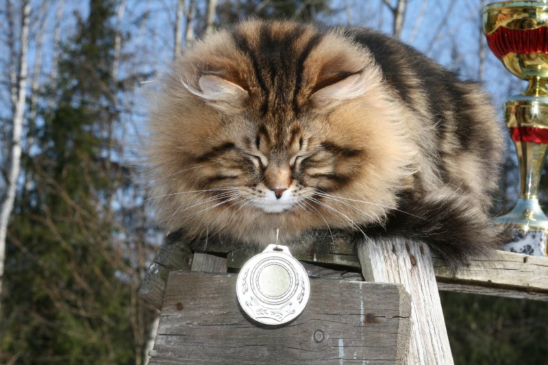 gicamurinesrabestsiberiancatyoungfor2008andsecondbestadultsiberiancatcluboffinland24.jpg