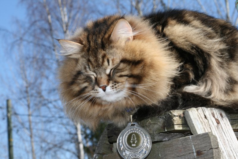gicamurinesrabestsiberiancatyoungfor2008andsecondbestadultsiberiancatcluboffinland36.jpg