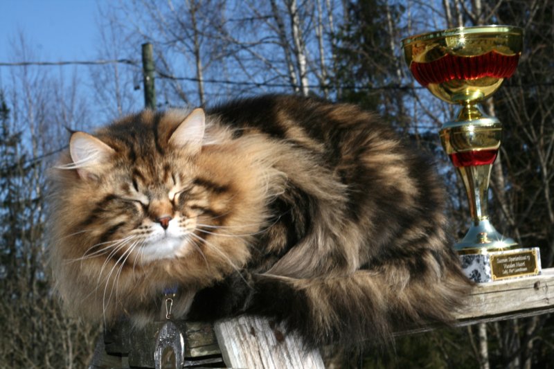 gicamurinesrabestsiberiancatyoungfor2008andsecondbestadultsiberiancatcluboffinland43.jpg
