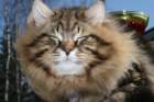 gicamurinesrabestsiberiancatyoungfor2008andsecondbestadultsiberiancatcluboffinland48_small.jpg