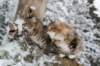 filippusandeunikeimg_1141_small.jpg