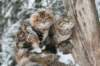 filippusandeunikeimg_1208_small.jpg