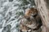 filippusandeunikeimg_1311_small.jpg
