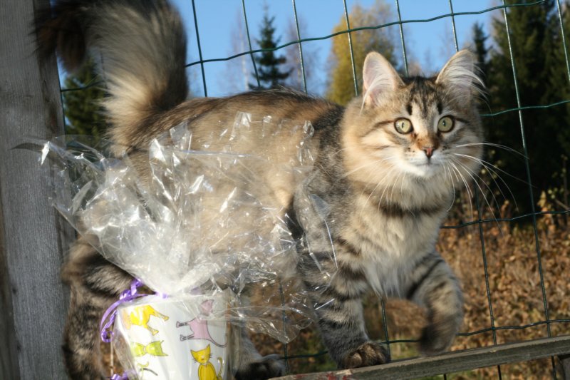 jemimasaituomarinerikoispalkinnonkirkkonummenkissanyttelyss10102009jemimagotthespecialprizeofthejudgeinthecatshowinkirkkonummi101020099.jpg
