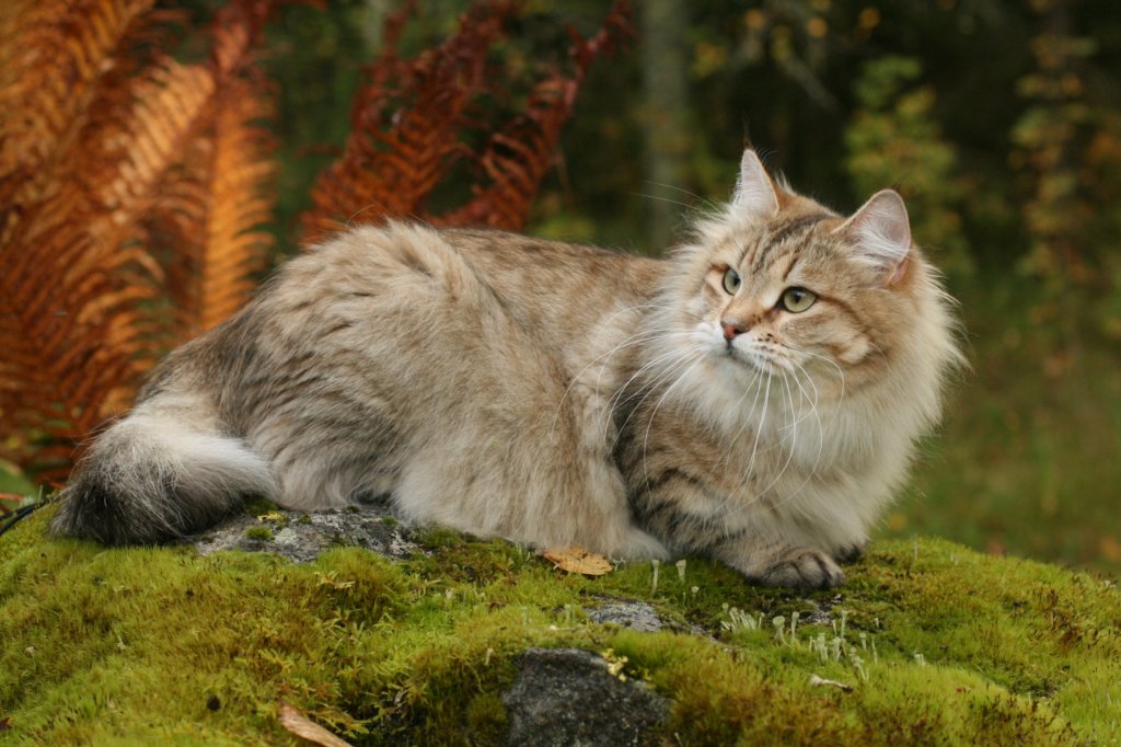 neriimg_9872.jpg