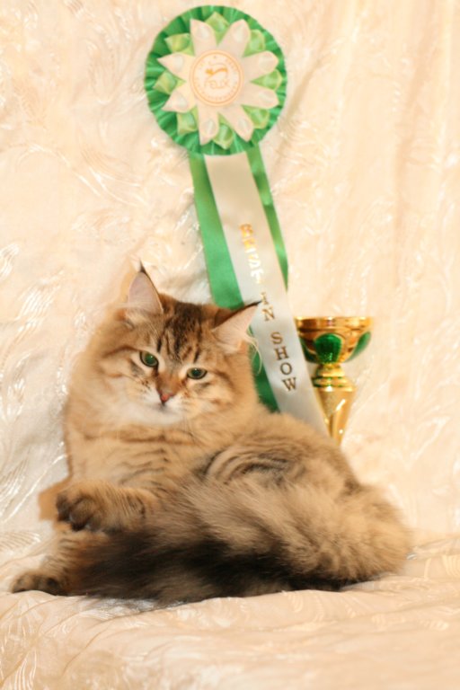 amurinneribestinshowkitten46monthsintallinnacatshow45201430.jpg