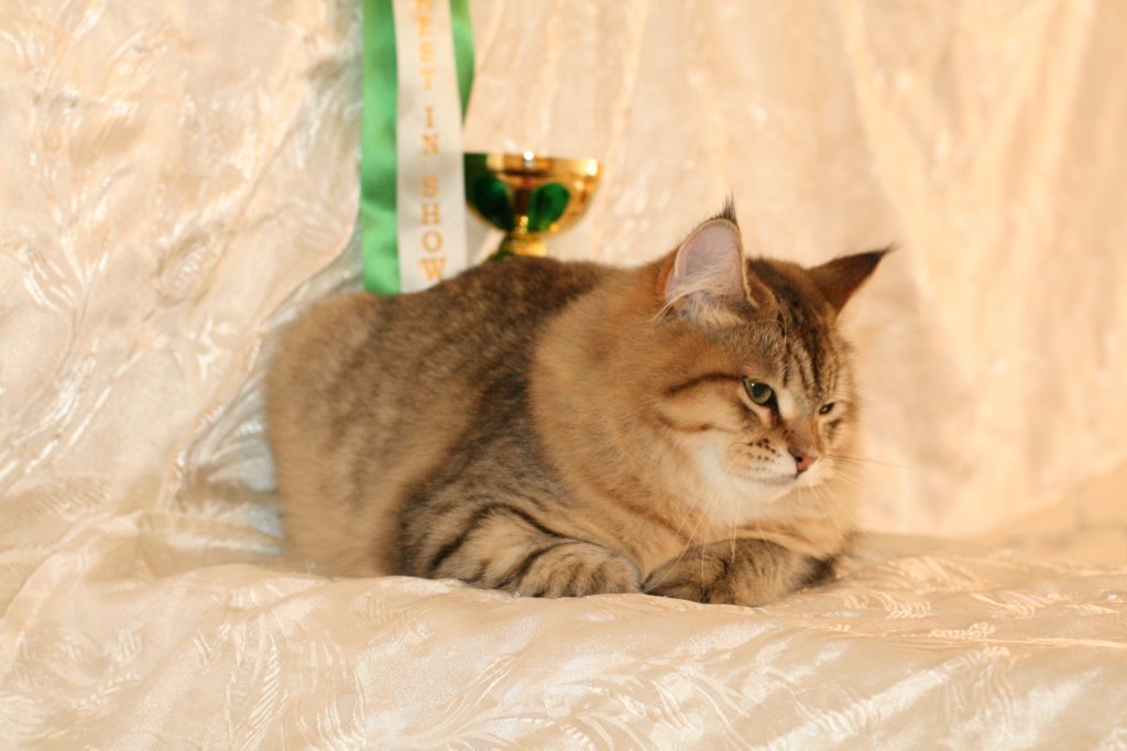 amurinneribestinshowkitten46monthsintallinnacatshow45201434.jpg