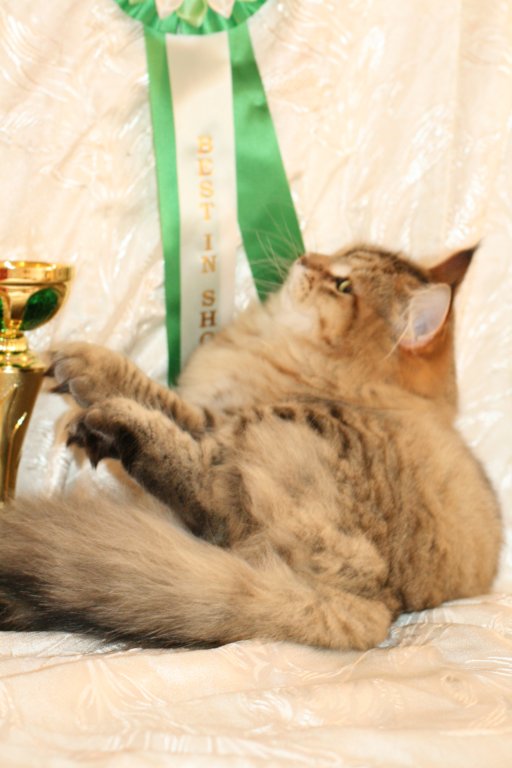 amurinneribestinshowkitten46monthsintallinnacatshow45201437.jpg