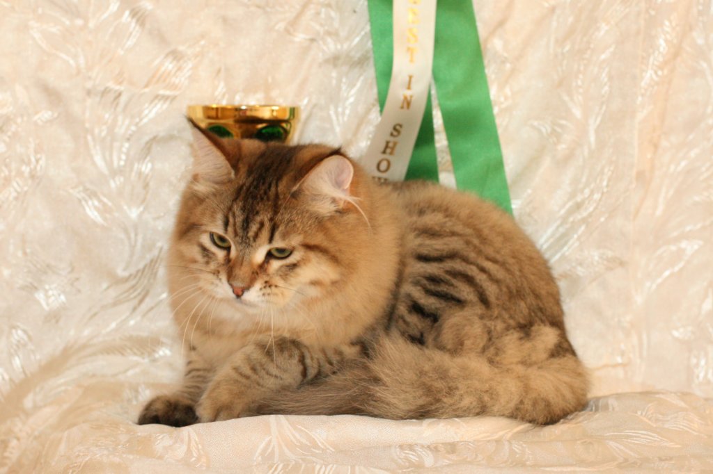 amurinneribestinshowkitten46monthsintallinnacatshow45201438.jpg