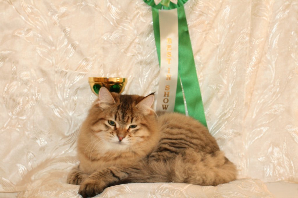 amurinneribestinshowkitten46monthsintallinnacatshow45201440.jpg