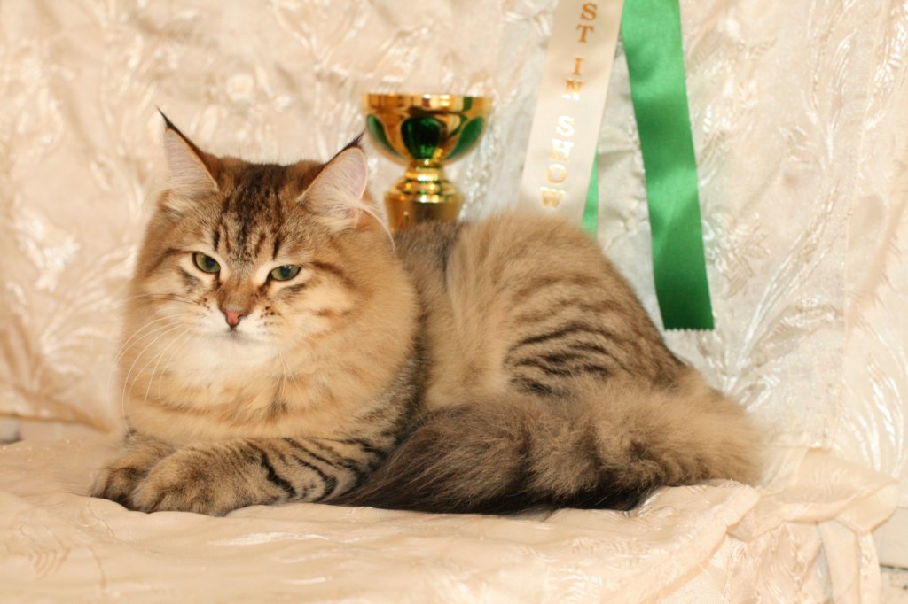 amurinneribestinshowkitten46monthsintallinnacatshow45201443.jpg
