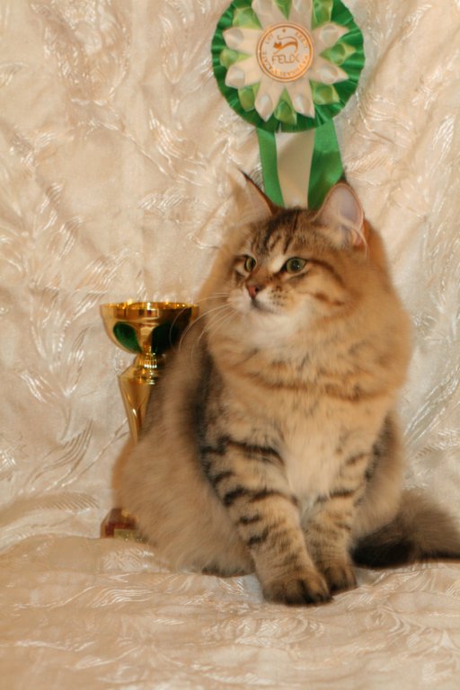 amurinneribestinshowkitten46monthsintallinnacatshow45201452.jpg