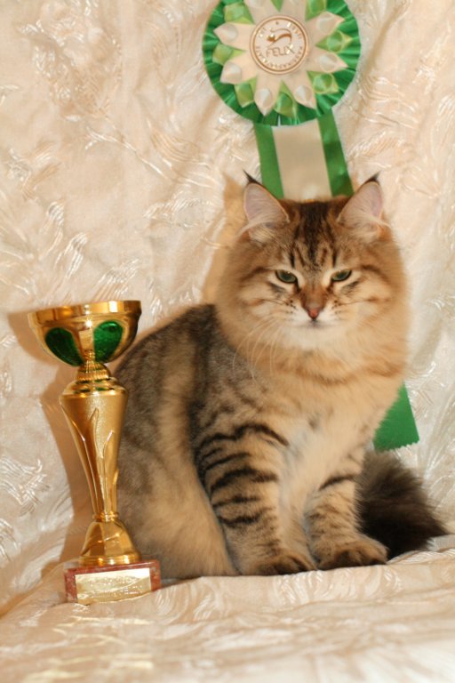 amurinneribestinshowkitten46monthsintallinnacatshow45201455.jpg