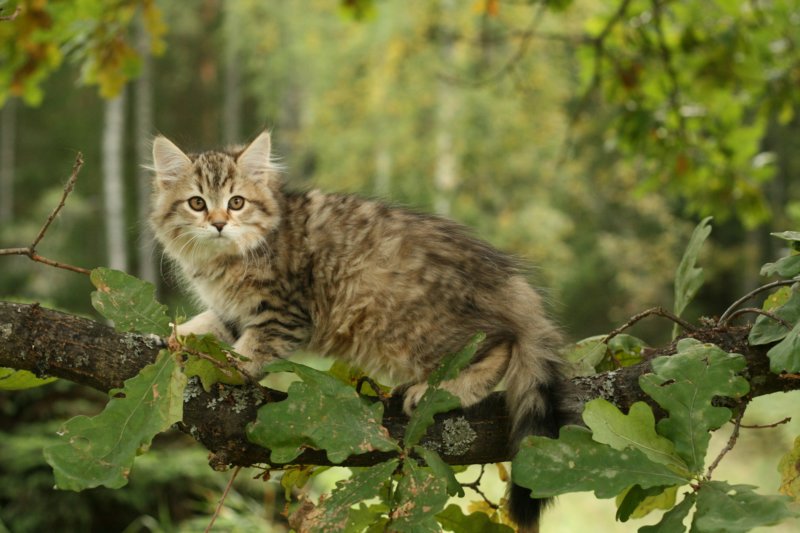 oraleegirlavailableforbreedingoraleehasverystrongbodystronglegsandbigpawswarmcoatcolorandpromisingcoattexture.jpg