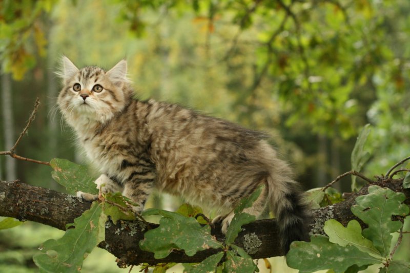 oraleegirlavailableforbreedingoraleehasverystrongbodystronglegsandbigpawswarmcoatcolorandpromisingcoattexture3.jpg