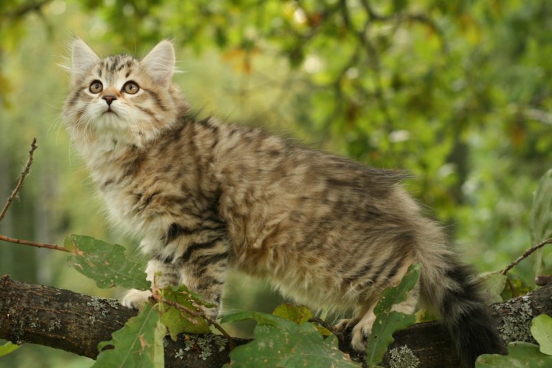 oraleegirlavailableforbreedingoraleehasverystrongbodystronglegsandbigpawswarmcoatcolorandpromisingcoattexture5.jpg