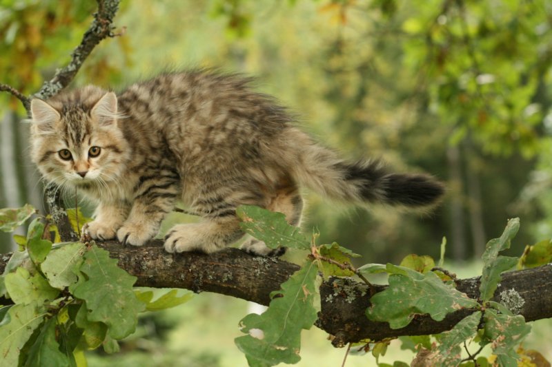 oraleegirlavailableforbreedingoraleehasverystrongbodystronglegsandbigpawswarmcoatcolorandpromisingcoattexture9.jpg