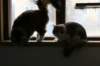 amurinpazia24420151yearand45months10_small.jpg