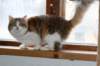 amurinpazia24420151yearand45months2_small.jpg