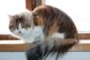 amurinpazia24420151yearand45months6_small.jpg