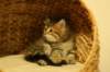 susanna15_small.jpg