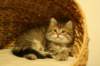 susanna21_small.jpg