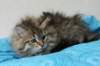 tessalonikagirl14_small.jpg