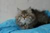 tessalonikagirl16_small.jpg