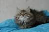 tessalonikagirl17_small.jpg