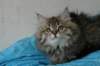 tessalonikagirl19_small.jpg
