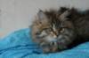 tessalonikagirl20_small.jpg