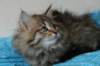 tessalonikagirl21_small.jpg