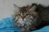 tessalonikagirl22_small.jpg