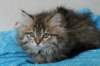 tessalonikagirl31_small.jpg