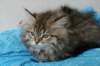 tessalonikagirl32_small.jpg