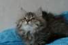 tessalonikagirl38_small.jpg
