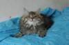tessalonikagirl68_small.jpg