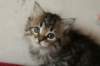 tabita17_small.jpg