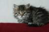 tessalonika14_small.jpg