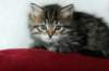 tessalonika29_small.jpg