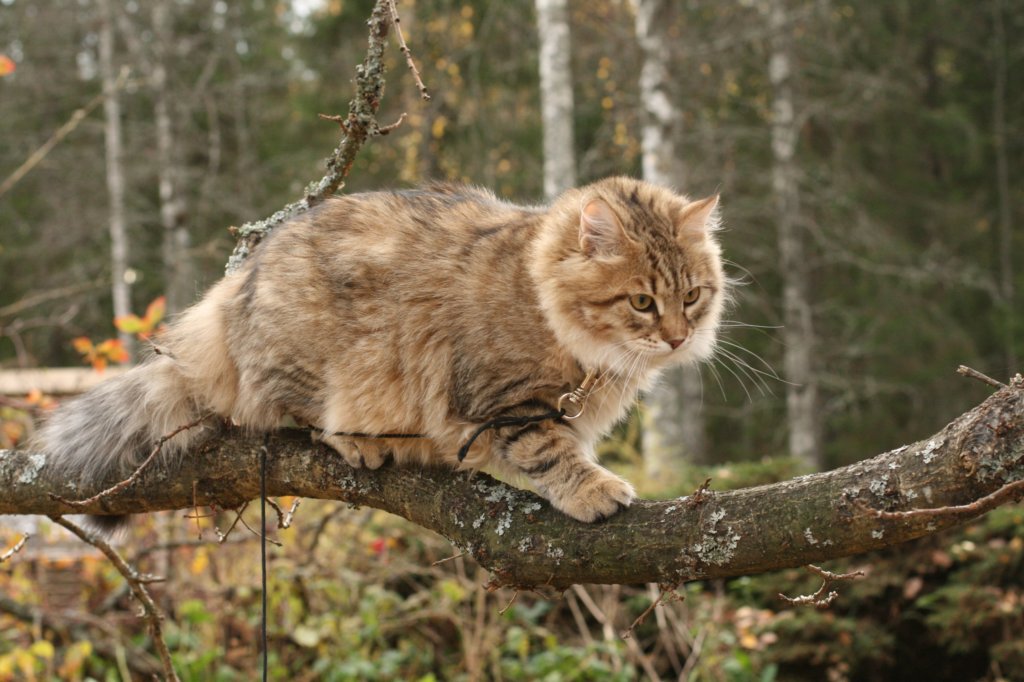 ussiapoikasynt1842011superihanaluonne28.jpg