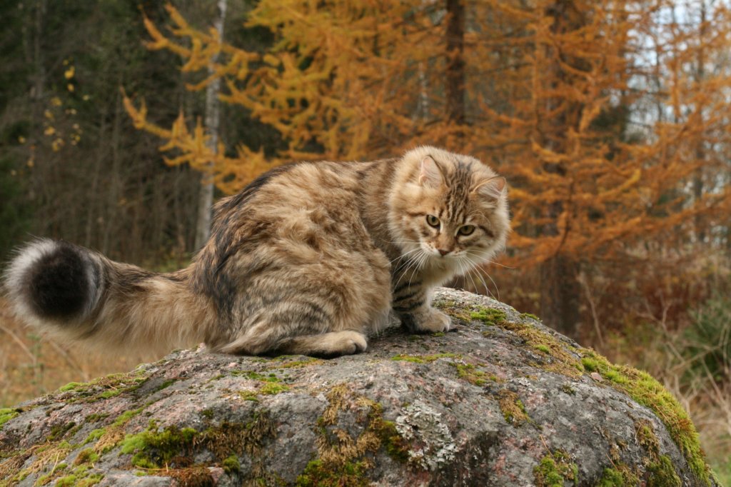 ussiapoikasynt1842011superihanaluonne62.jpg