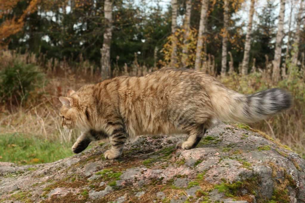 ussiapoikasynt1842011superihanaluonne70.jpg