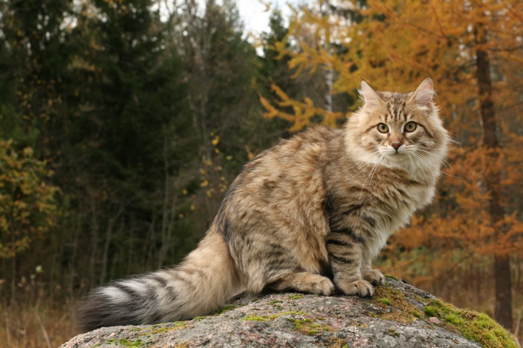 ussiapoikasynt1842011superihanaluonne76.jpg